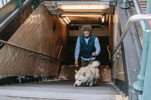 Mascotas y seguridad: ¿cómo viajar con perros en metro?
